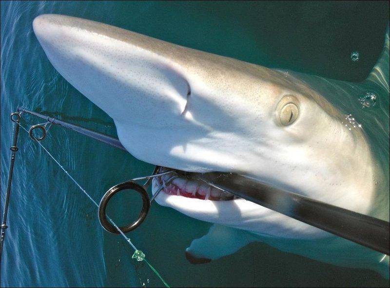 forta senzor - 5405552371768330873271619974124n1.jpg